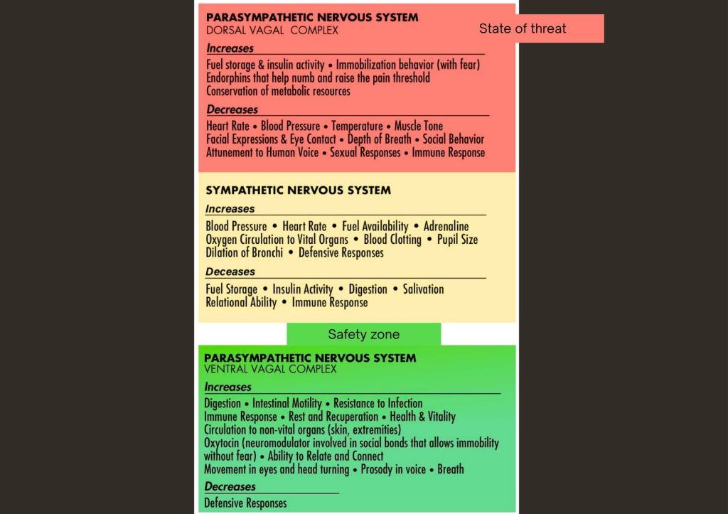 Polyvagal Theory - Summary
